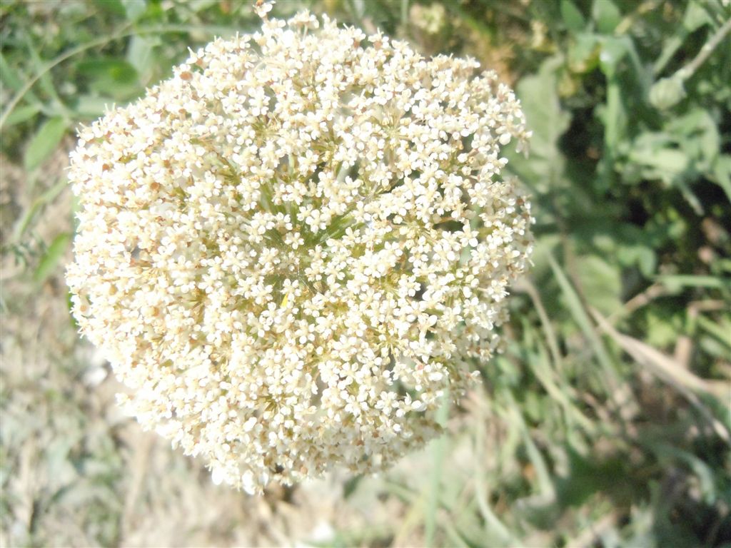 Daucus carota